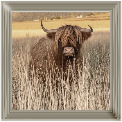 Highland Cow AN257