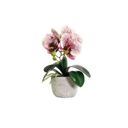 Complete Mini Orchid Harlequin