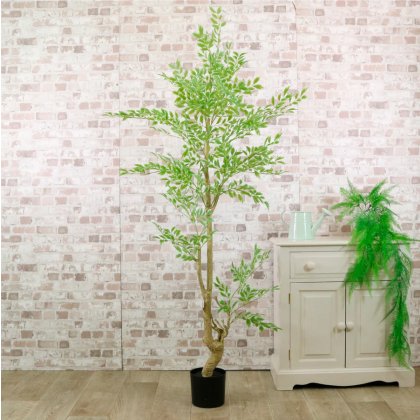 Potted French Ficus Spray Tree 180cm