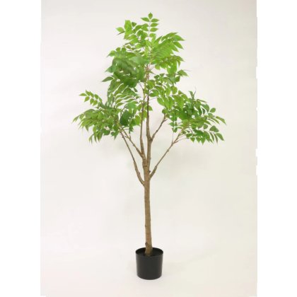 Potted Ailanthus Altissima Tree 150cm