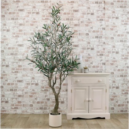 Potted Olive Tree No.2 180cms