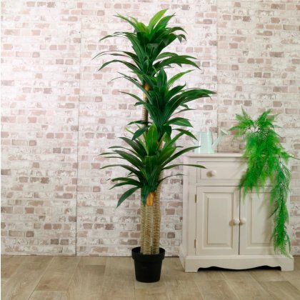 Potted Yucca Tree 160cm