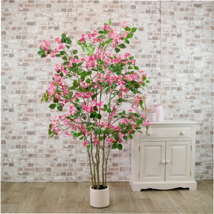 Potted Wild Bougainvillea Tree Pink 170cm