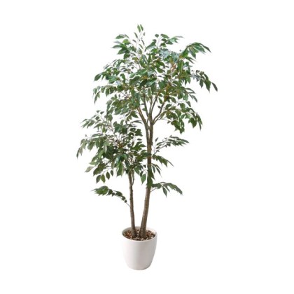 Ficus Pot 70 x 136 cm