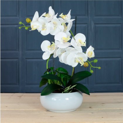 Timeless Orchid Arrangement - White Zest Timeless Orchid Arrangement - White Zest
