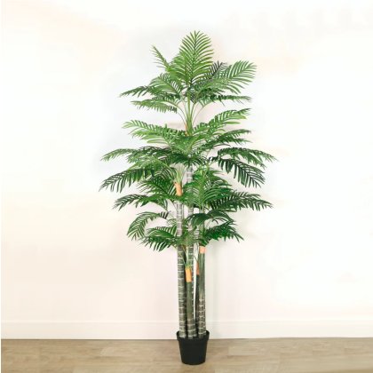 Potted Kentia Palm 230cm Potted Kentia Palm 230cm