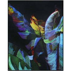 Banana Palm 72 x 92cm Canvas by Art Marketing