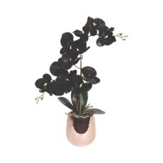 Black Orchid 50cms