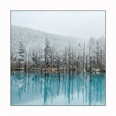 Winter Forest I