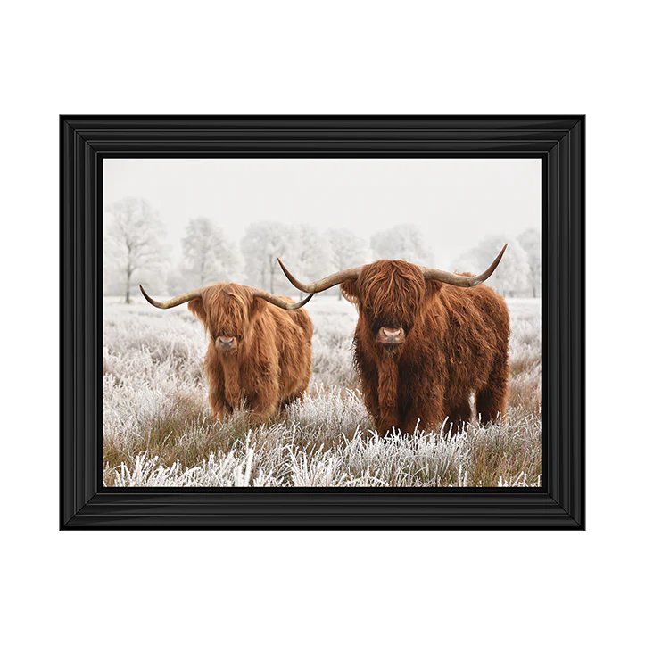 Highland Cow Pair Highland Cow Pair