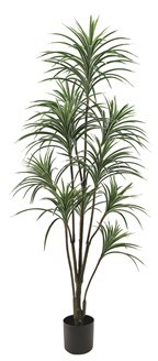 Potted Dracaena Plant 175cm Potted Dracaena Plant 175cm