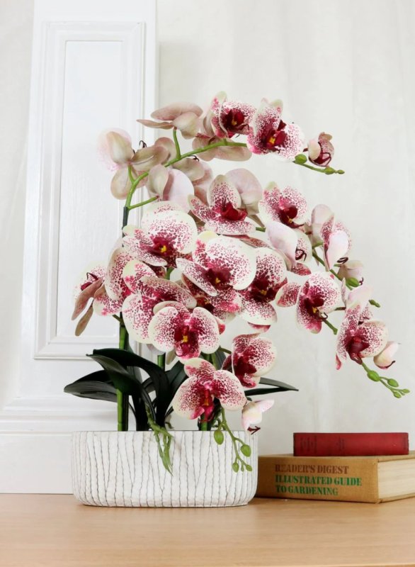 Large Orchid In Oblong Pot Harlequin Large Orchid In Oblong Pot Harlequin