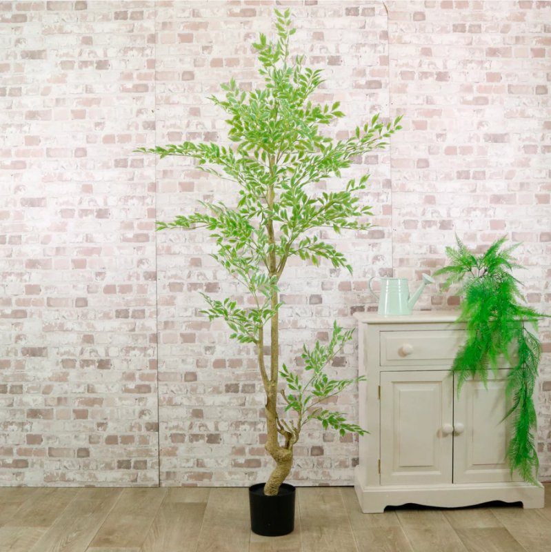 Potted French Ficus Spray Tree 180cm Potted French Ficus Spray Tree 180cm