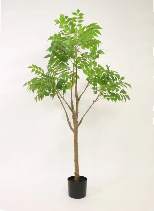 Potted Ailanthus Altissima Tree 150cm Potted Ailanthus Altissima Tree 150cm