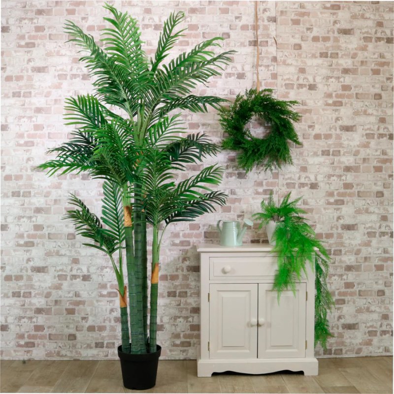 Potted Kentia Palm 200cm Potted Kentia Palm 200cm