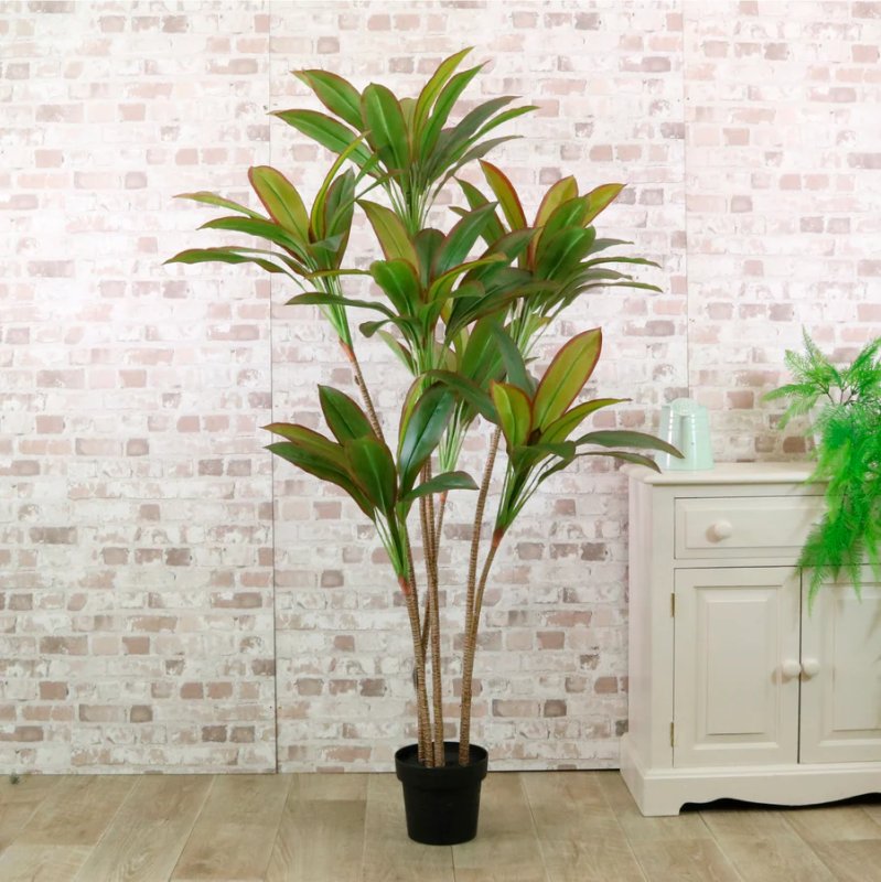 Potted Red Iron Leaf Tree 170cm Potted Red Iron Leaf Tree 170cm