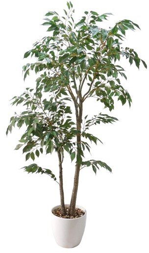 Ficus Pot 70 x 136 cm Ficus Pot 70 x 136 cm