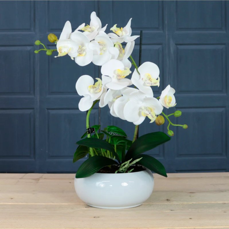 Timeless Orchid Arrangement - White Zest Timeless Orchid Arrangement - White Zest