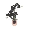 Black Orchid 50cms