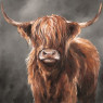 Canvas Oil Highland Cow 80x80cm