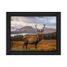 Highland Stag AN066