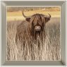 Highland Cow AN257