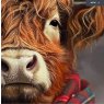 Dapper Highlander Dapper Highlander