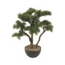 Potted Bonsai Tree 55cm