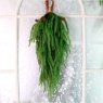 Weeping Pine Teardrop