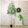 Olive Tree 210cm