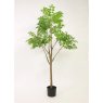 Potted Ailanthus Altissima Tree 150cm