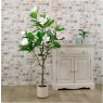 Potted Magnolia Tree Cream 125cm