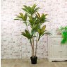 Potted Red Iron Leaf Tree 170cm