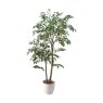 Ficus Pot 70 x 136 cm