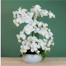 Grand Eternelle Luxe Orchid Arrangement