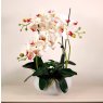 Luxury Faux Orchid Arrangement No1 - Cotton Kiss