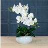 Timeless Orchid Arrangement - White Zest