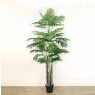 Potted Kentia Palm 230cm